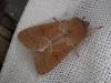 Orthosia miniosa